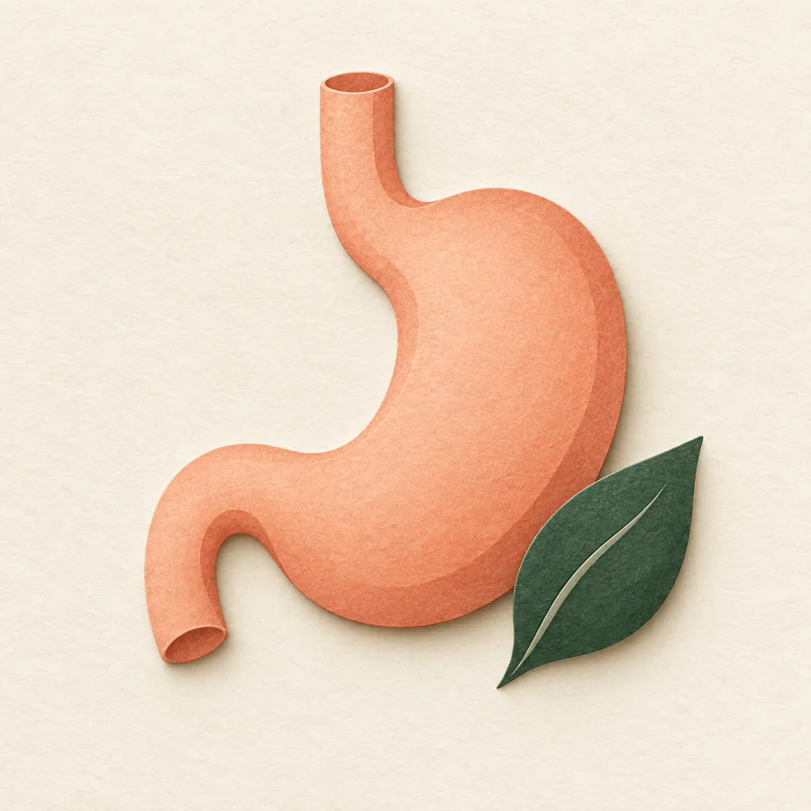 A stomach shape with a leaf