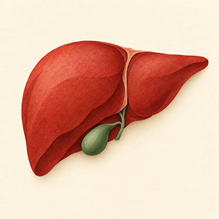 A red liver with a small green gallbladder