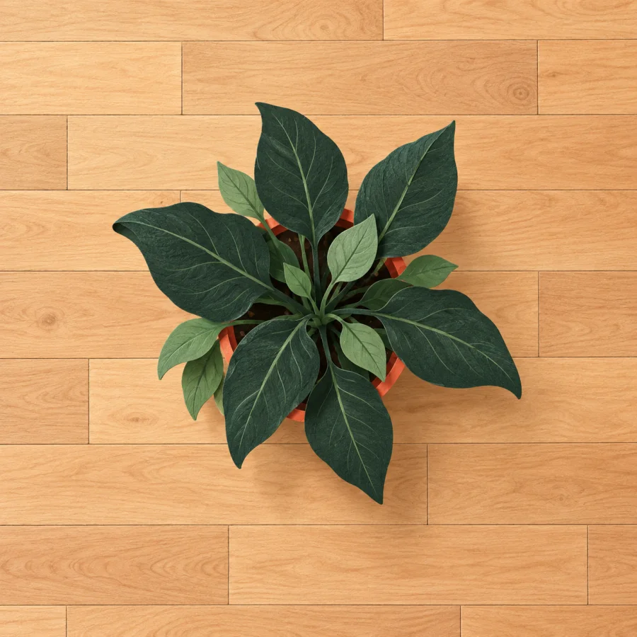 A room with a wooden floor and a potted plant