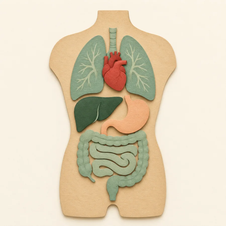 A paper-cut torso outline showing internal organs.