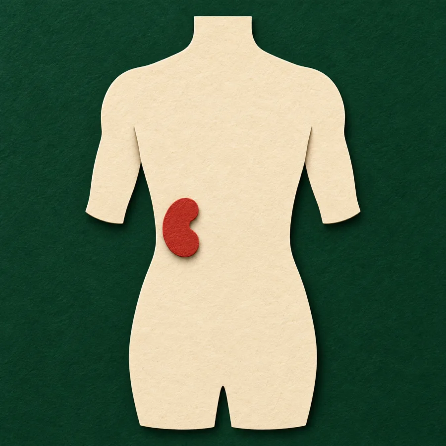 A torso silhouette with one organ highlighted in red